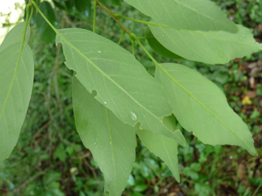 Verso des feuilles vert glauque. Agrandir dans une nouvelle fenêtre (ou onglet)